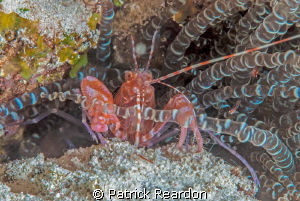 Pistol shrimp in a corkscrew anemone.  Note the incredibl... by Patrick Reardon 